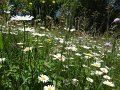 IMG 100 (114)